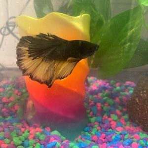 Meet your Posher, Abraham